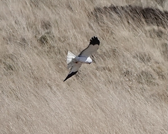 hen harrier